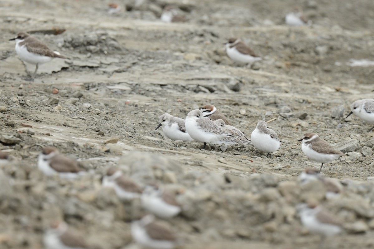 Txirri zuria - ML646779062