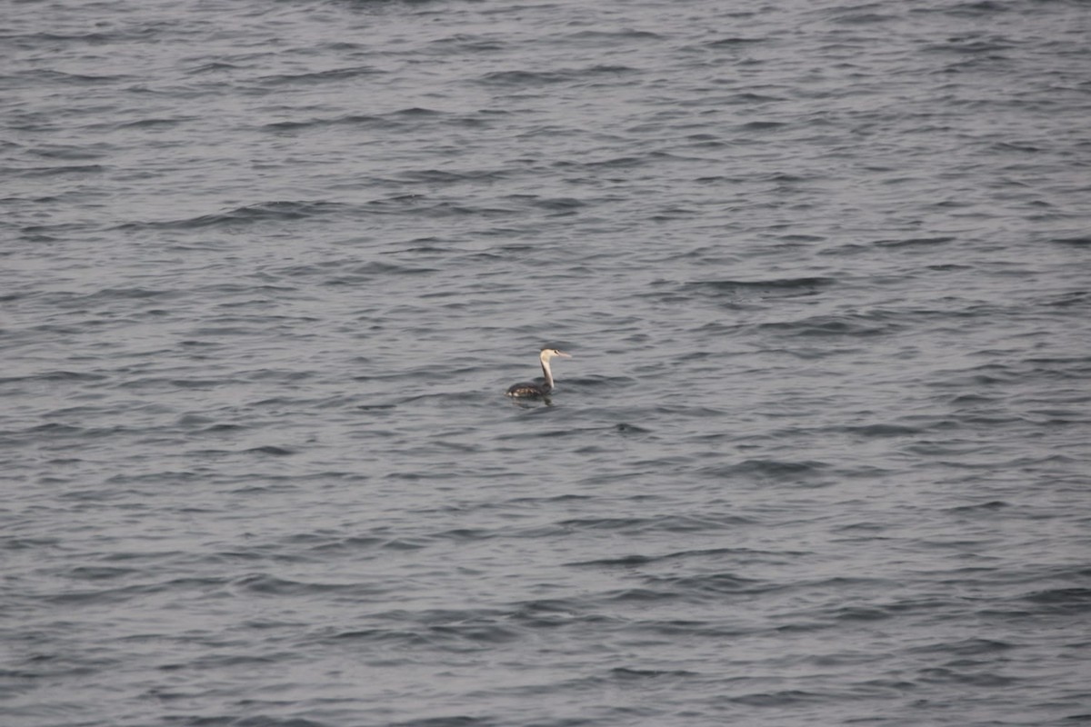 冠鸊鷉 - ML646779063