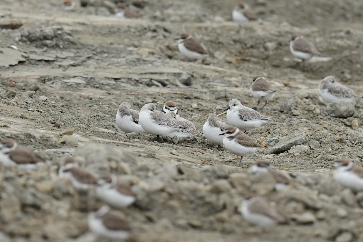 Sanderling - ML646779064