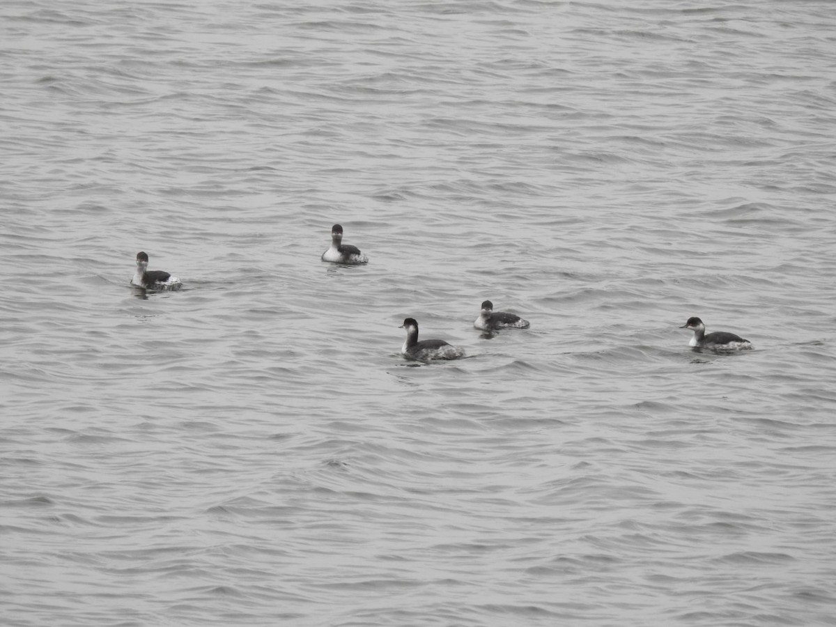 Eared Grebe - ML646779065