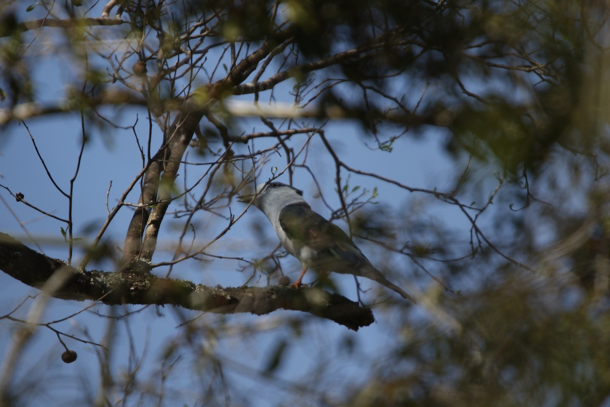 Cuckoo-roller - ML646779072