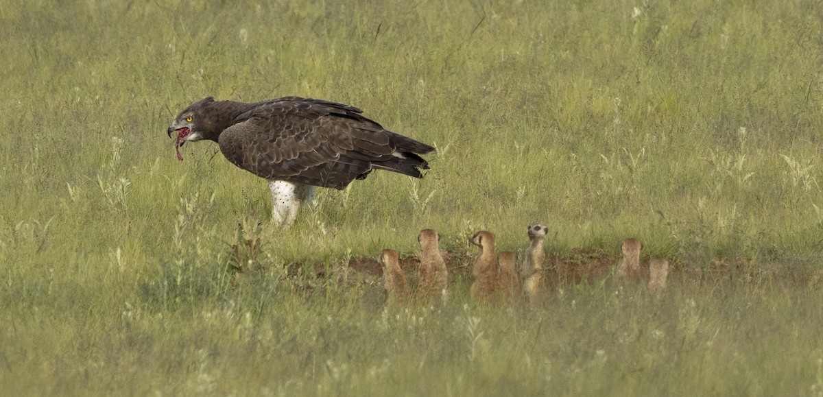 Martial Eagle - ML646779074