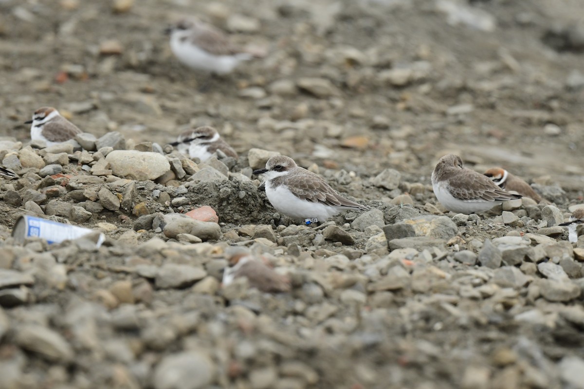 鐵嘴鴴 - ML646779075