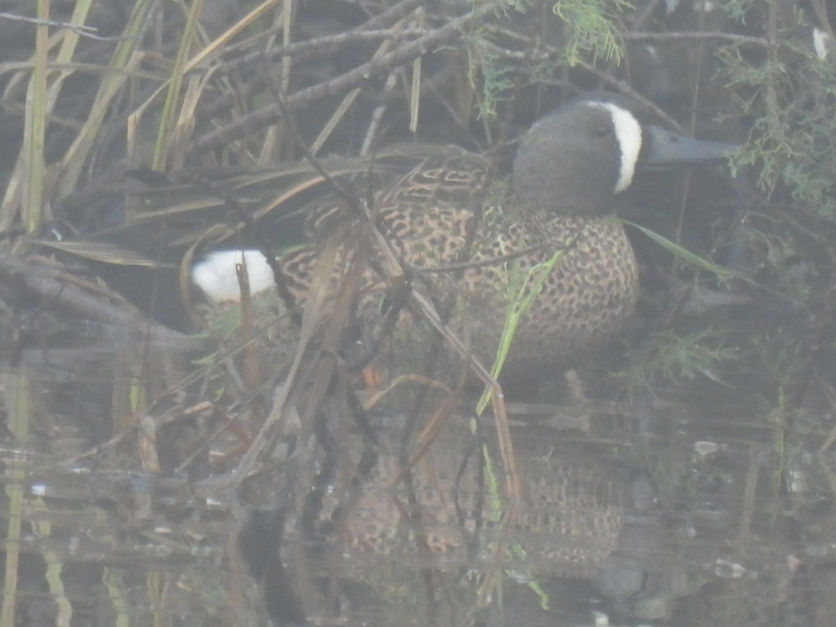 Blue-winged Teal - ML646779076