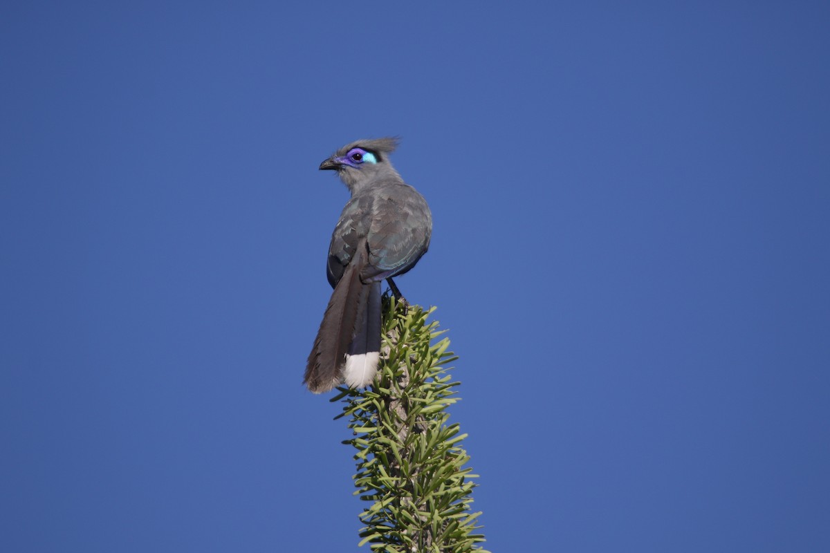 Crested Coua - ML646779077