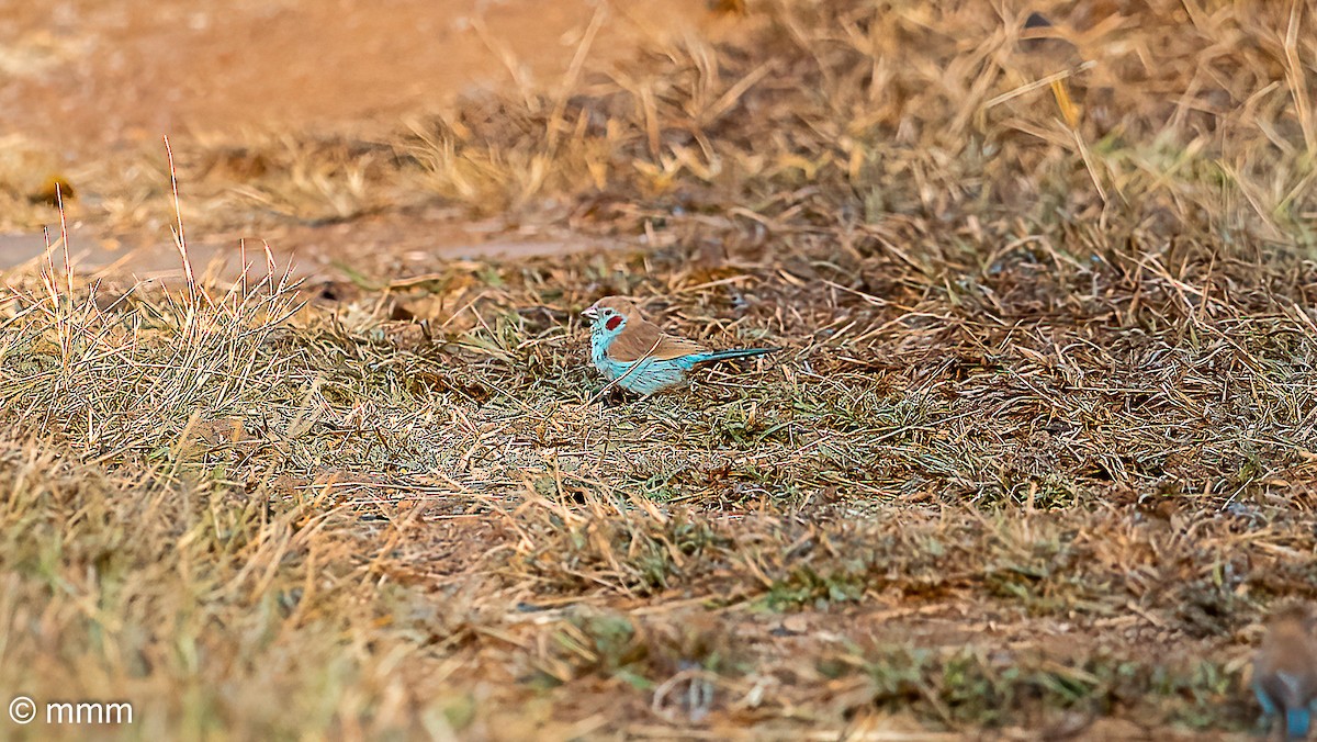 Red-cheeked Cordonbleu - ML646779078