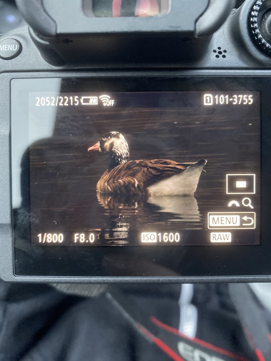 Graylag x Canada Goose (hybrid) - ML646779079