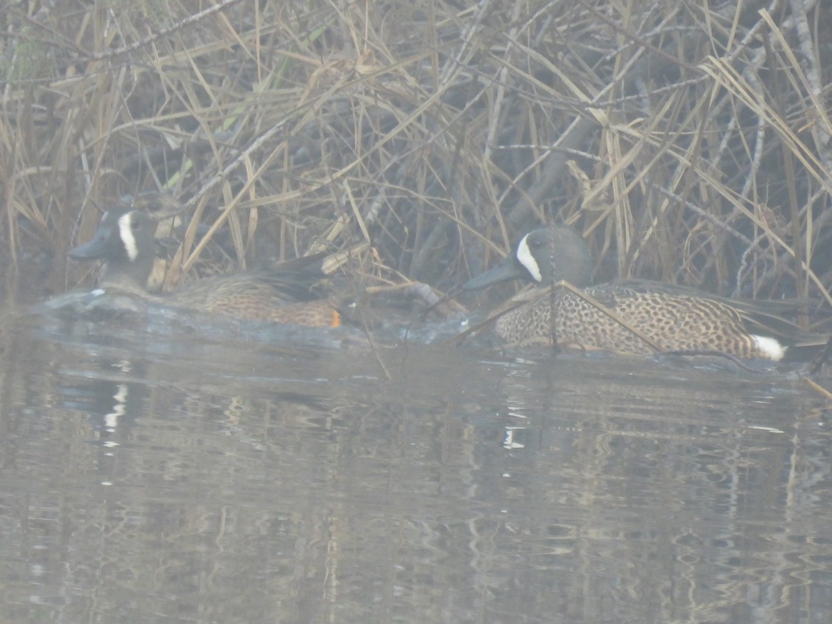 Blue-winged Teal - ML646779080