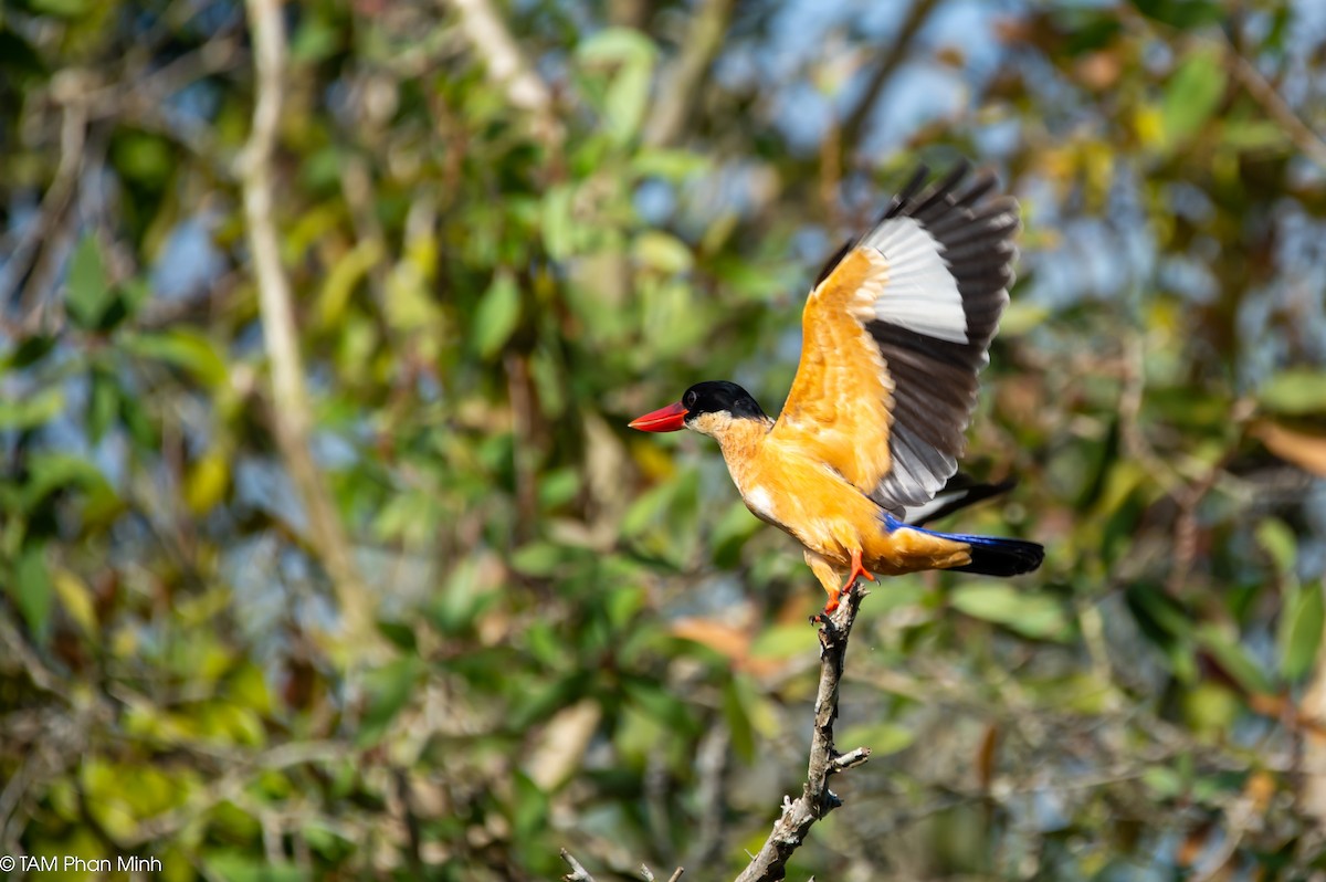 黑頭翡翠 - ML646779081