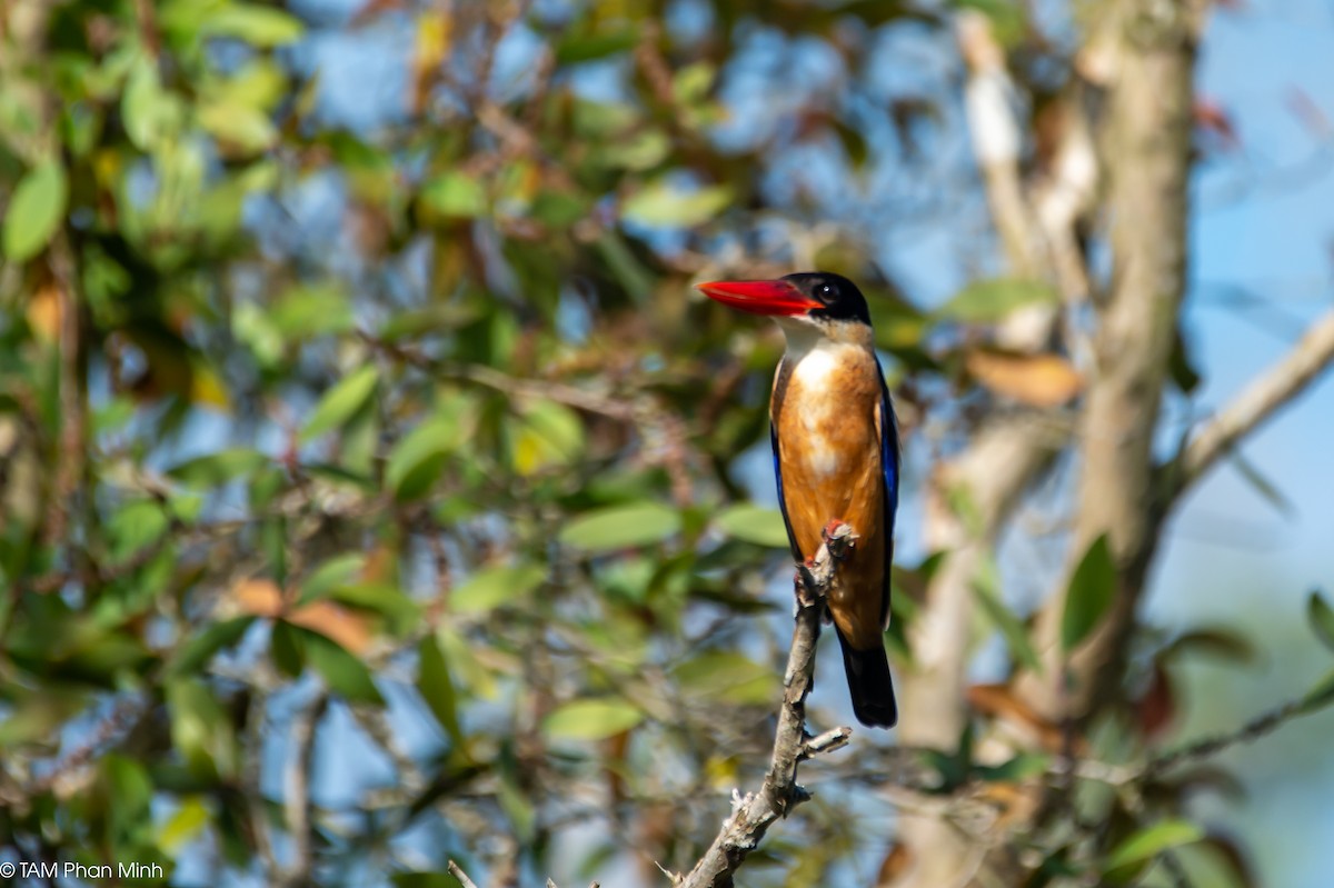 黑頭翡翠 - ML646779082