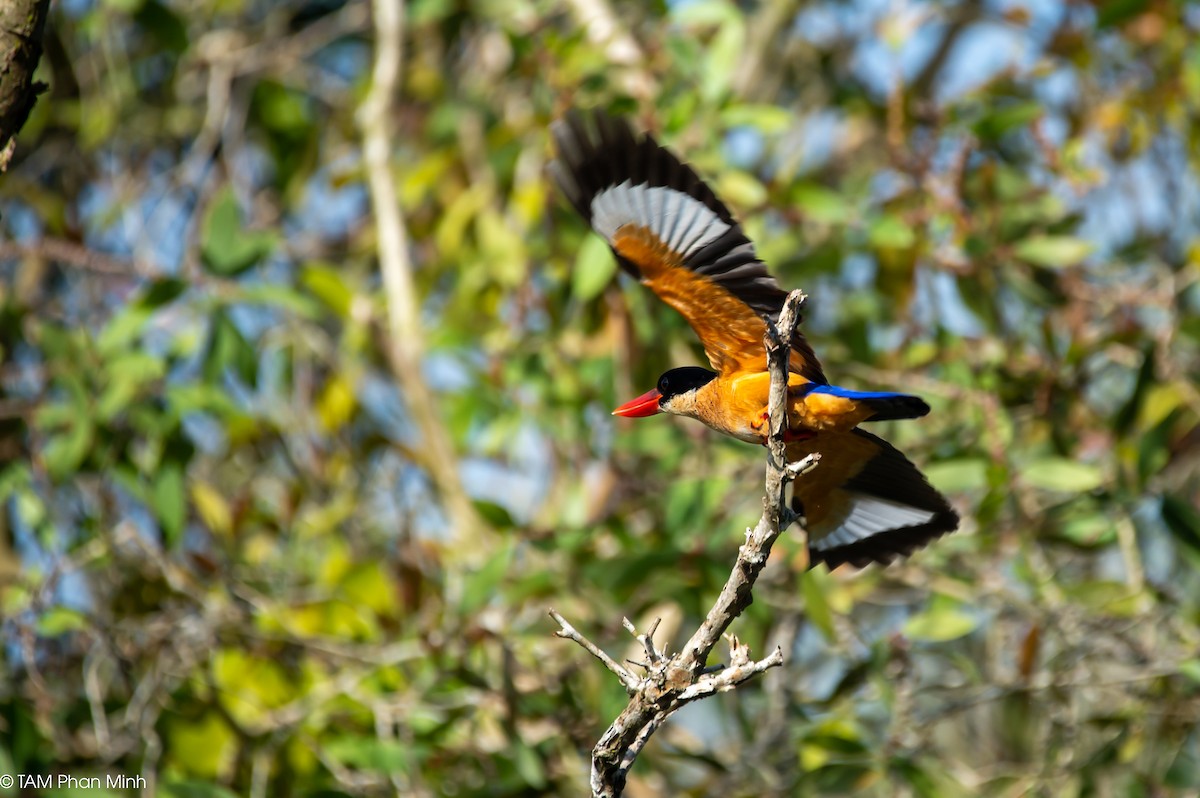 黑頭翡翠 - ML646779083