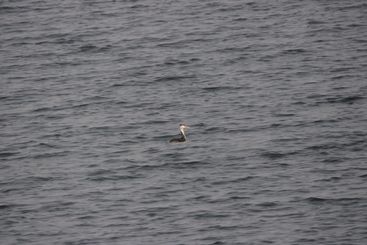 冠鸊鷉 - ML646779085