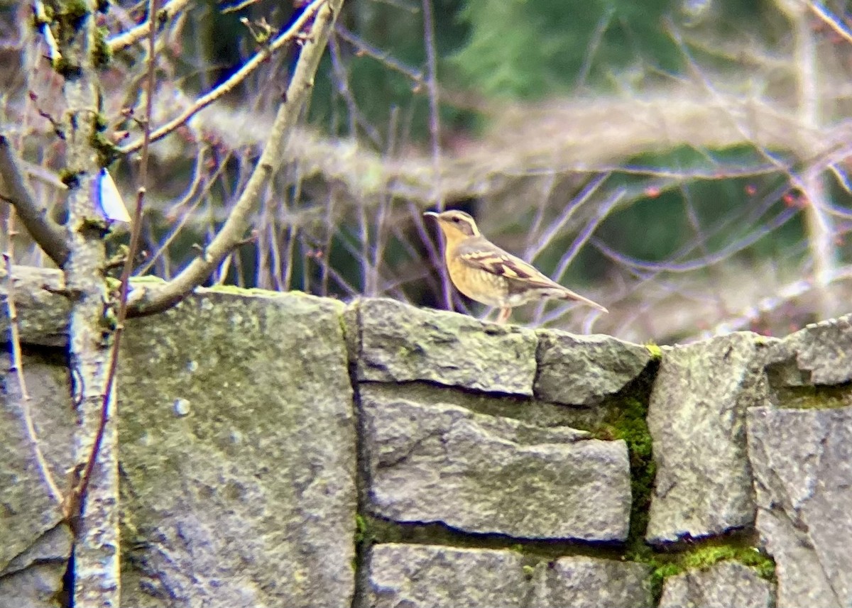 Varied Thrush - ML646779086
