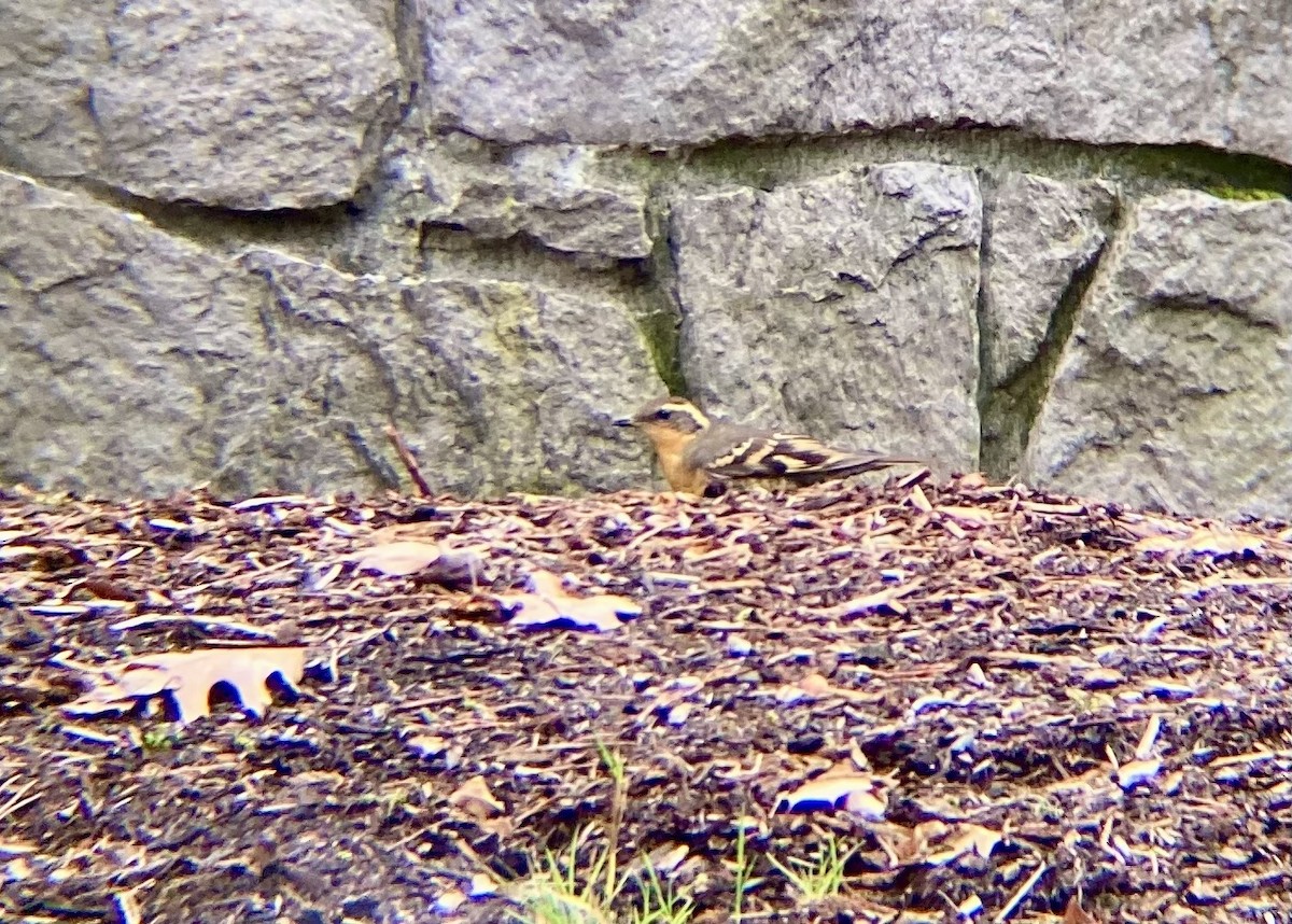 Varied Thrush - ML646779087
