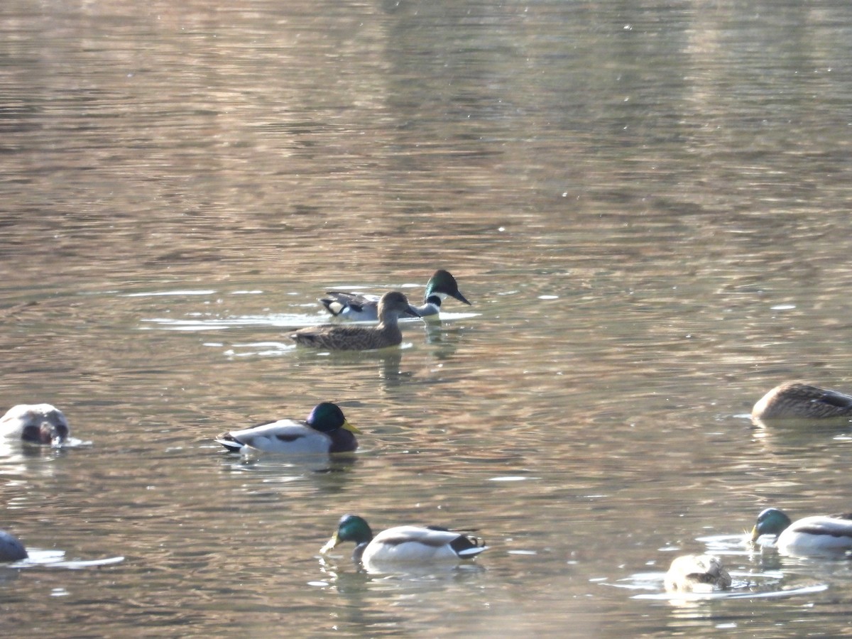 羅文鴨 - ML646779088