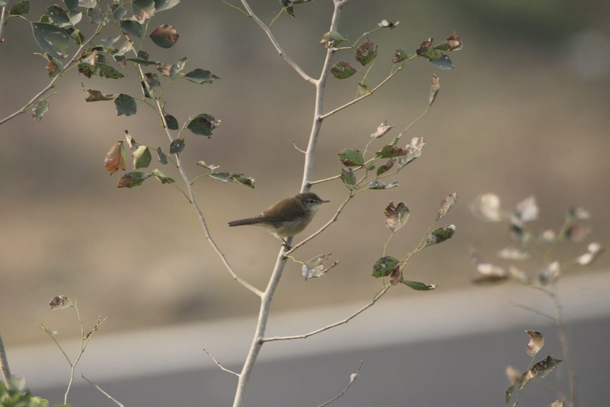 稻田葦鶯/布氏葦鶯 - ML646779089