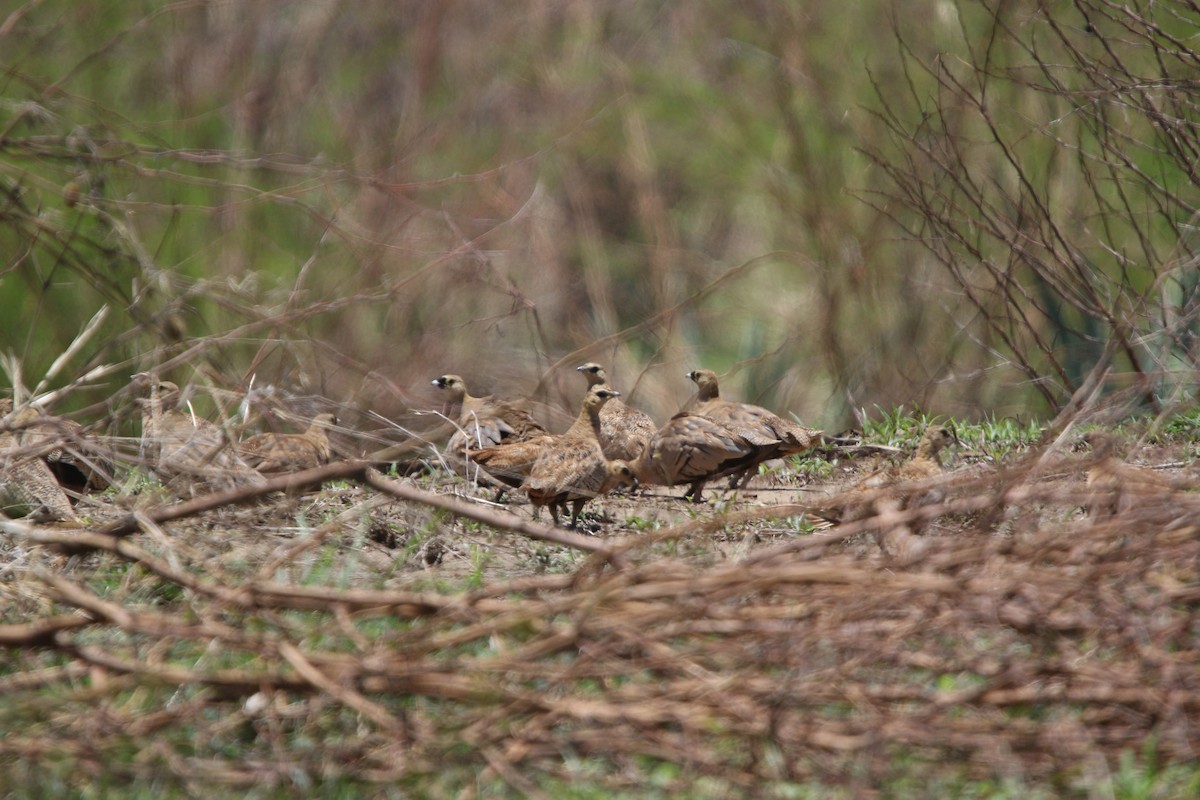 Madagascar Sandgrouse - ML646779090