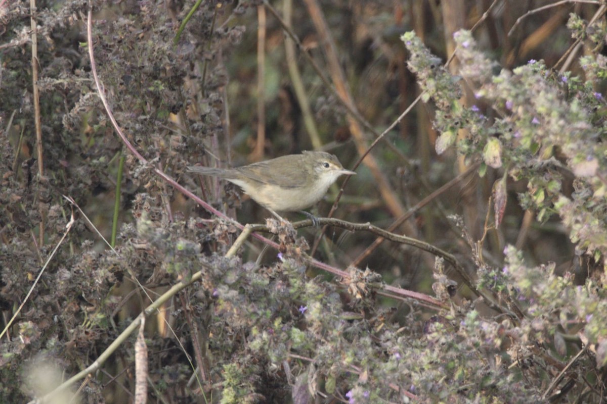Clamorous Reed Warbler - ML646779095