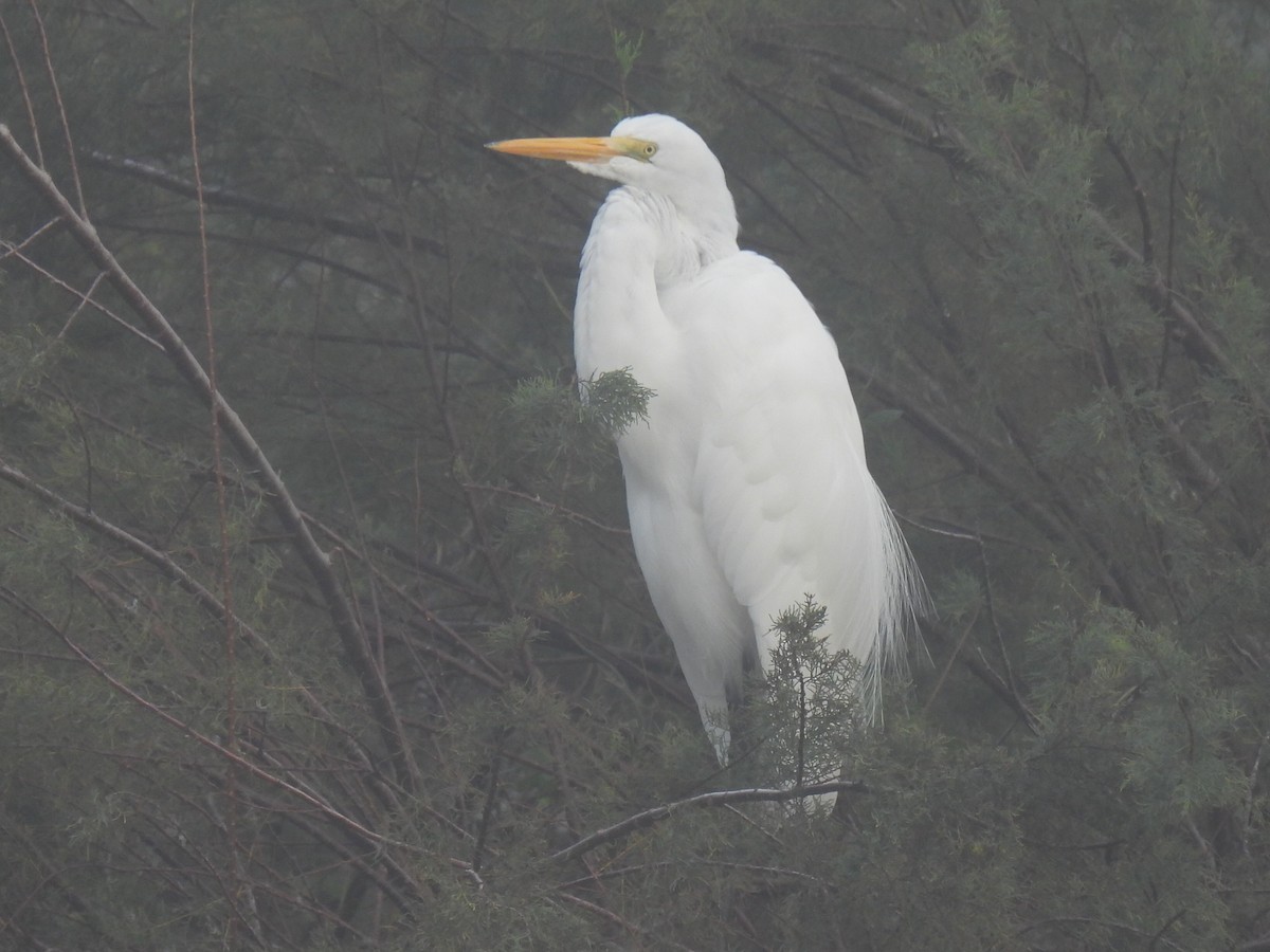 大白鷺 - ML646779096