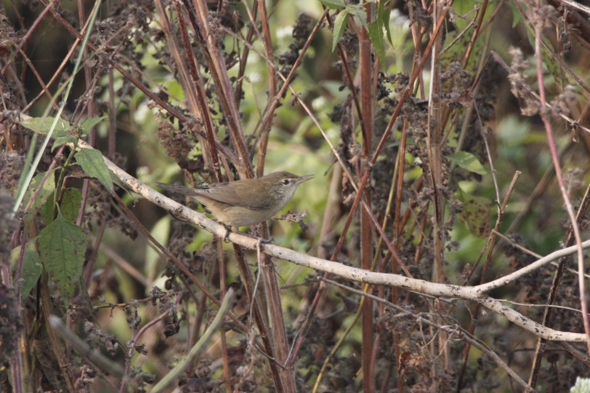 Clamorous Reed Warbler - ML646779097