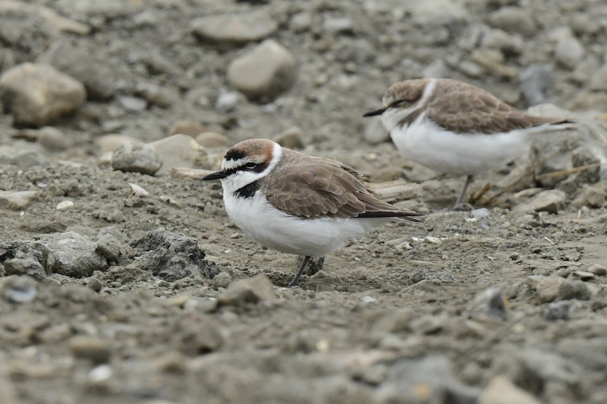 東方環頸鴴 - ML646779098