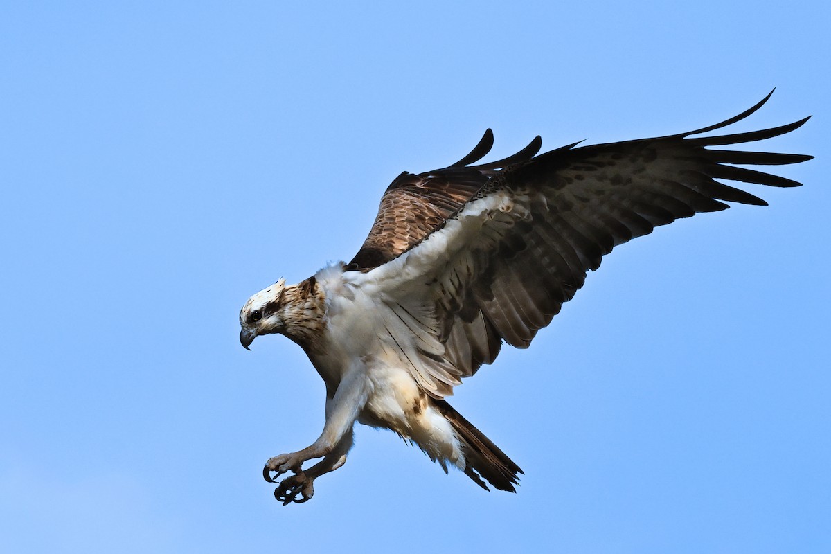 魚鷹 - ML646779099