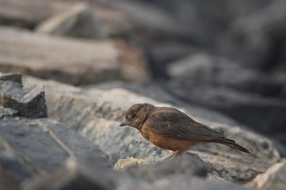 Rufous-tailed Lark - ML646779100