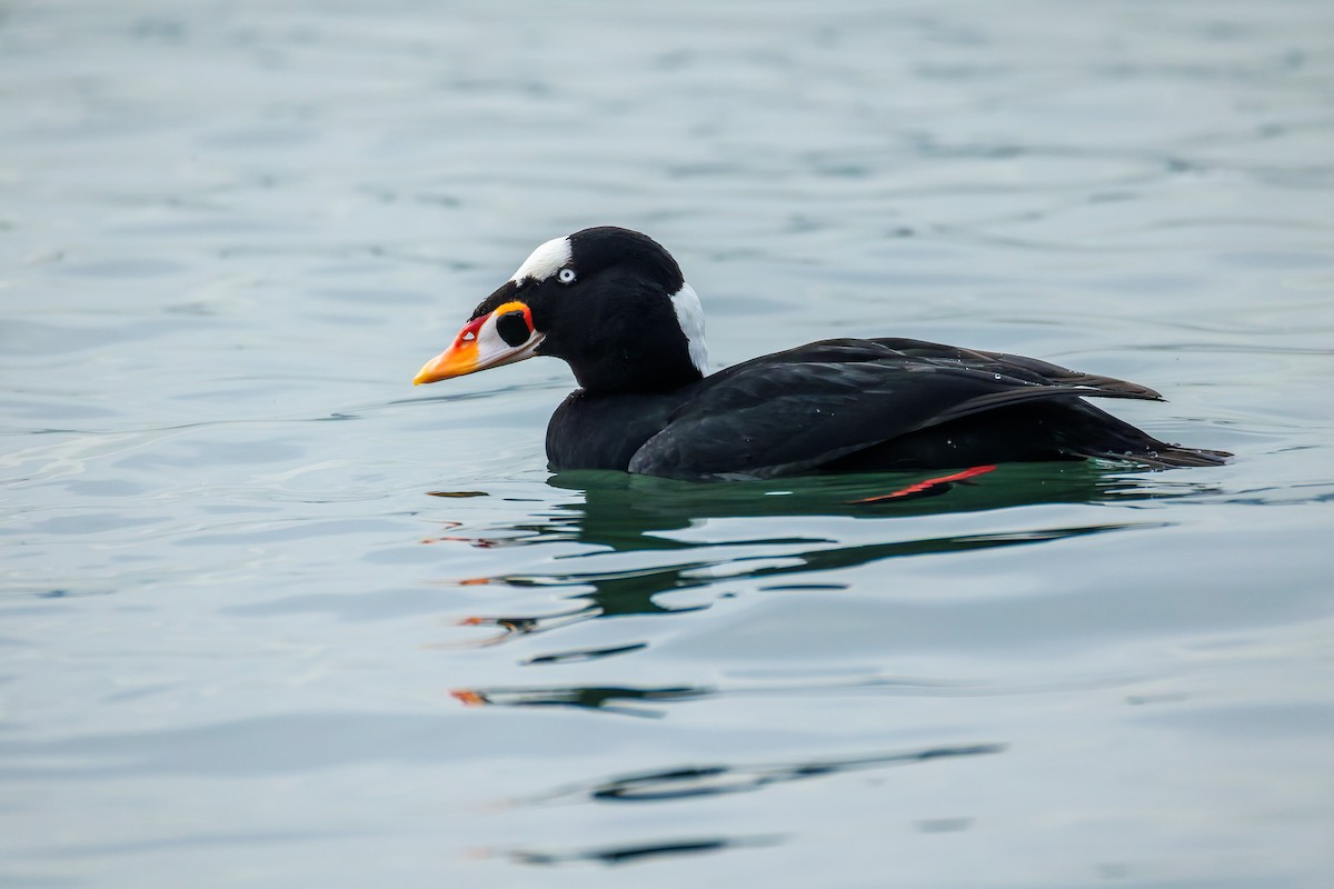 Surf Scoter - ML646779103