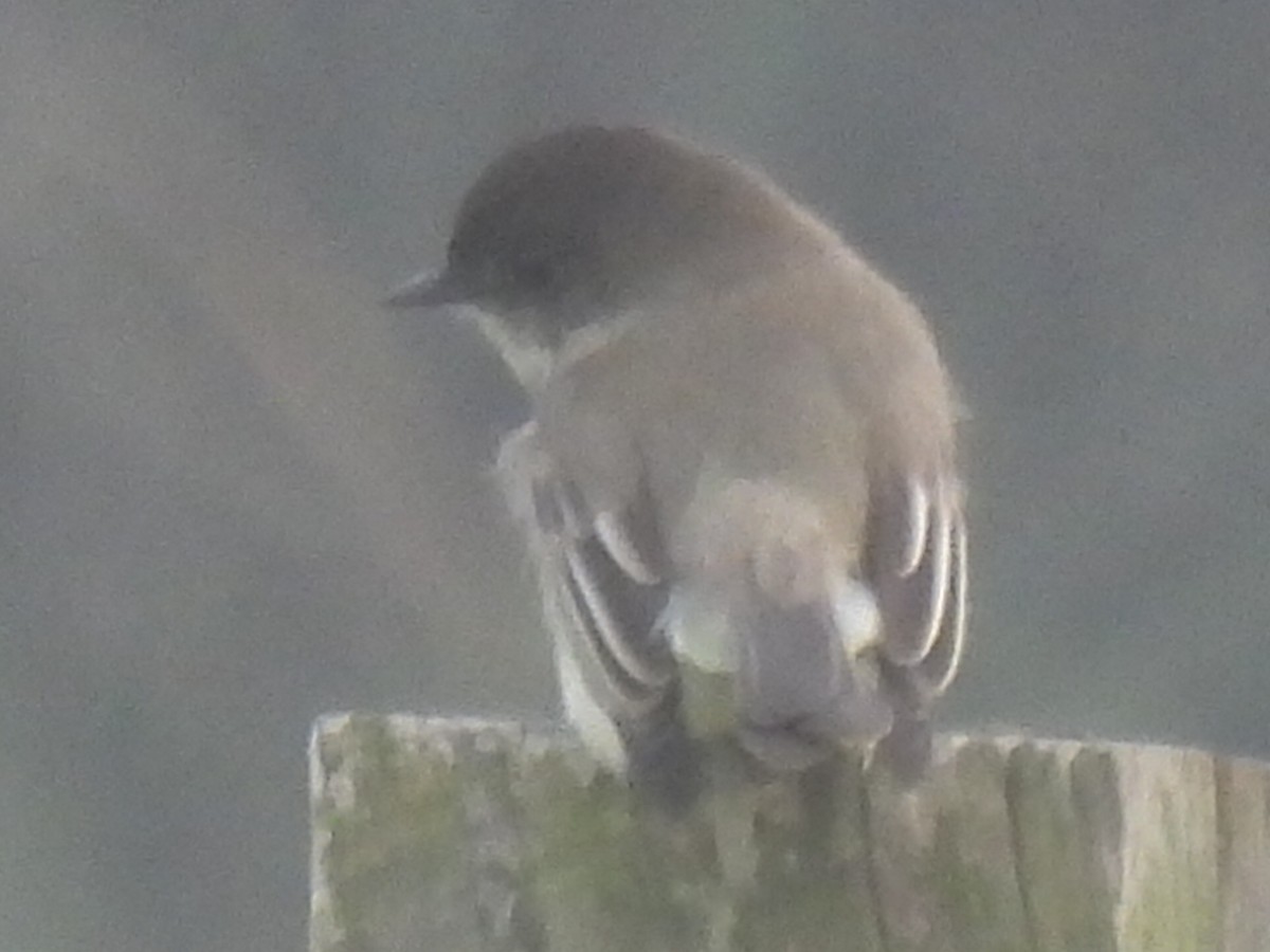 Eastern Phoebe - ML646779104
