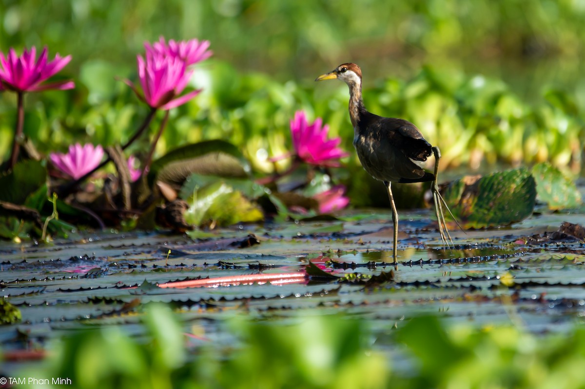 Bronze-winged Jacana - ML646779108