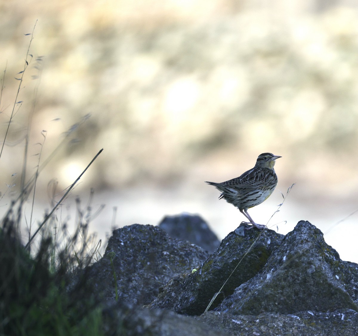 Western Meadowlark - ML646779109