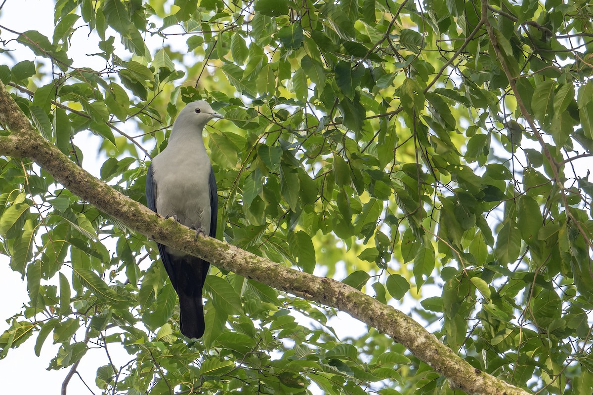 Carpophage des Nicobar - ML646779112