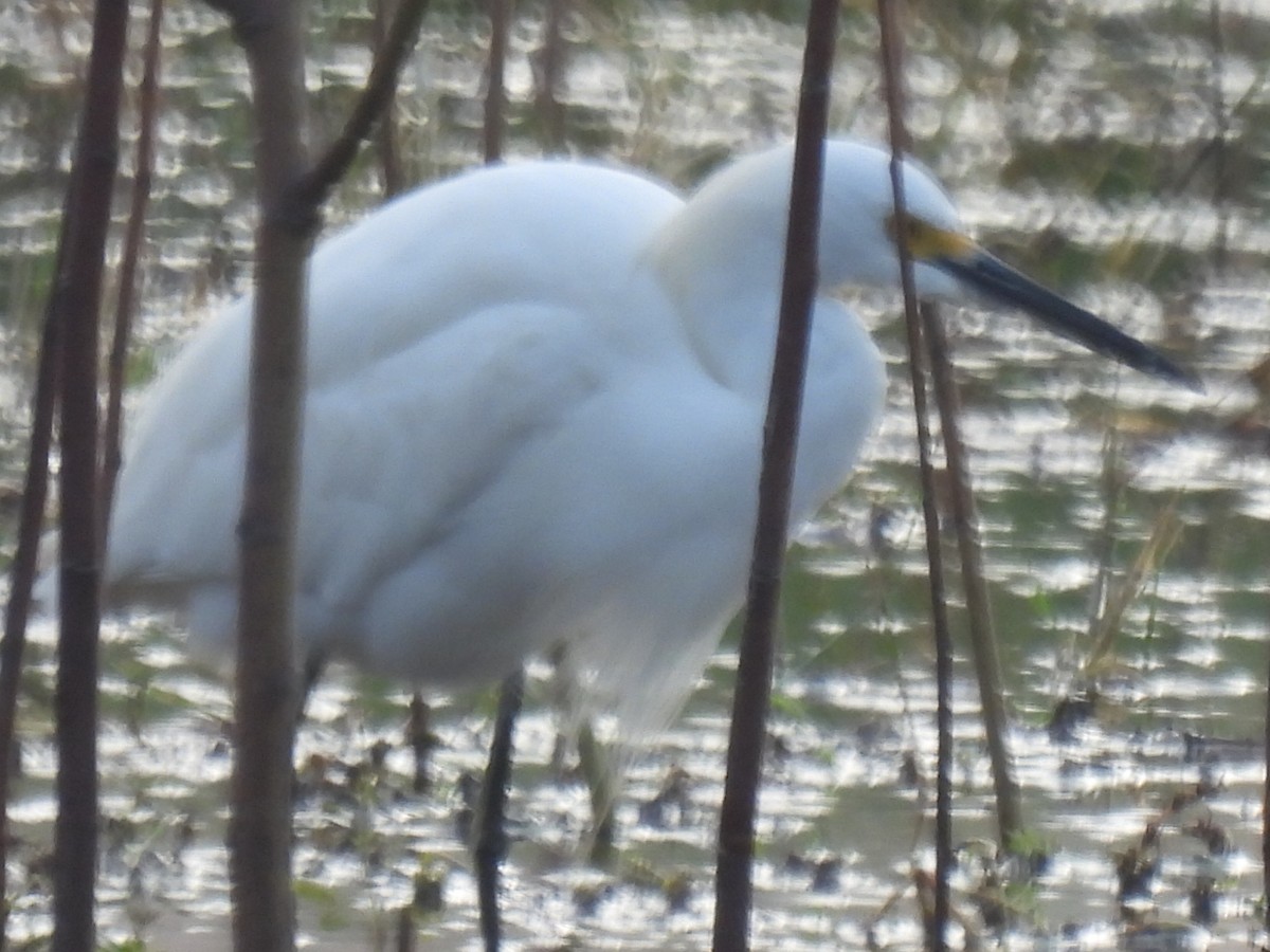 Aigrette neigeuse - ML646779113