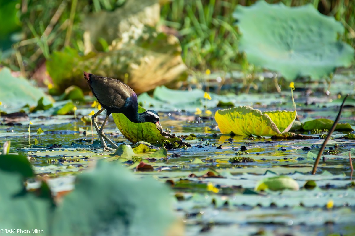 Jacana bronzé - ML646779114