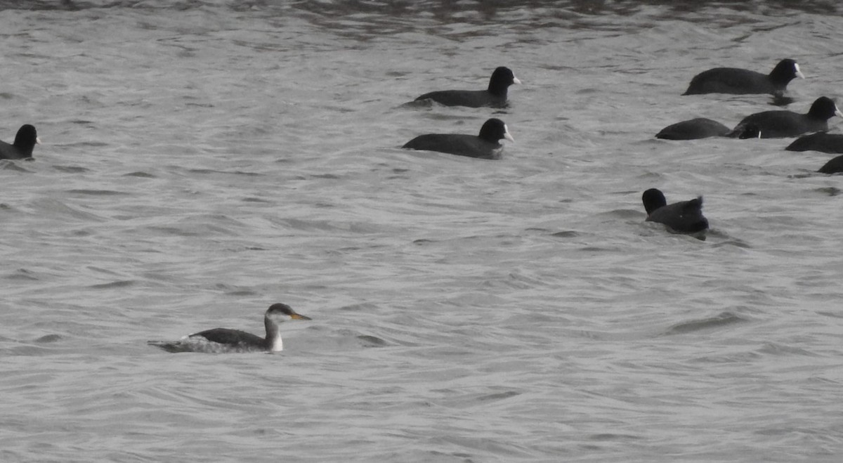 Grèbe jougris - ML646779115