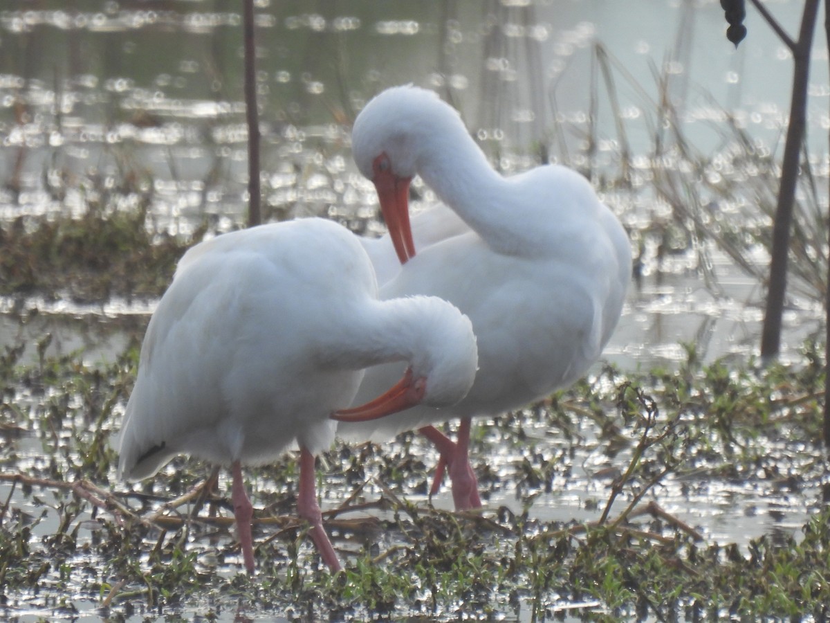 Ibis blanc - ML646779117