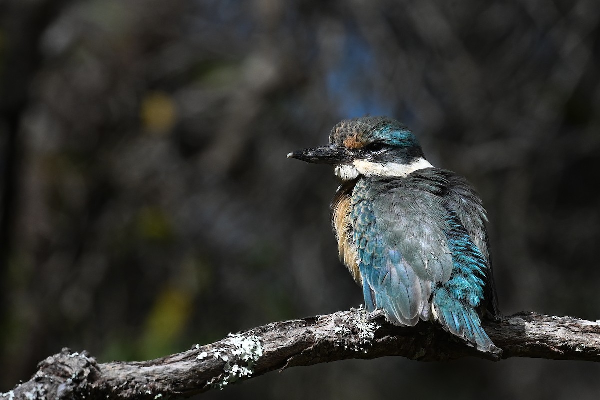 Martin-chasseur sacré - ML646779118