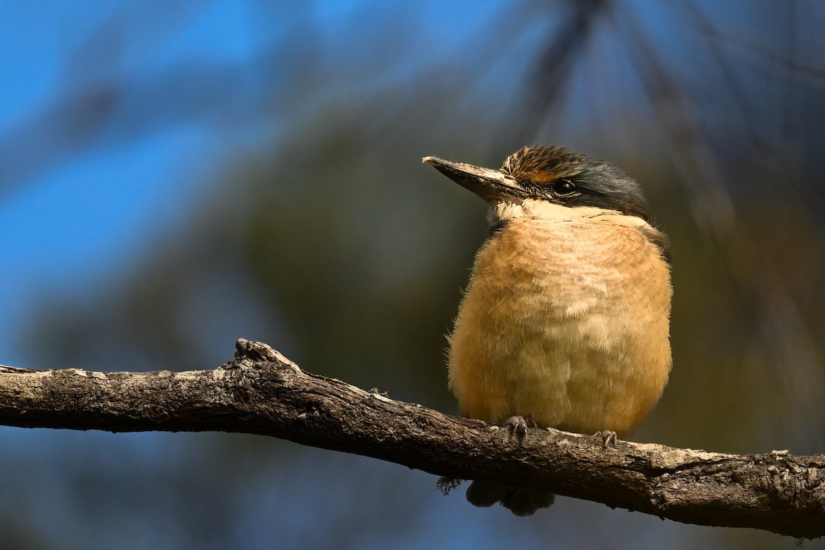 Martin-chasseur sacré - ML646779119