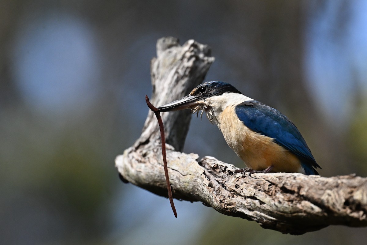 Martin-chasseur sacré - ML646779120
