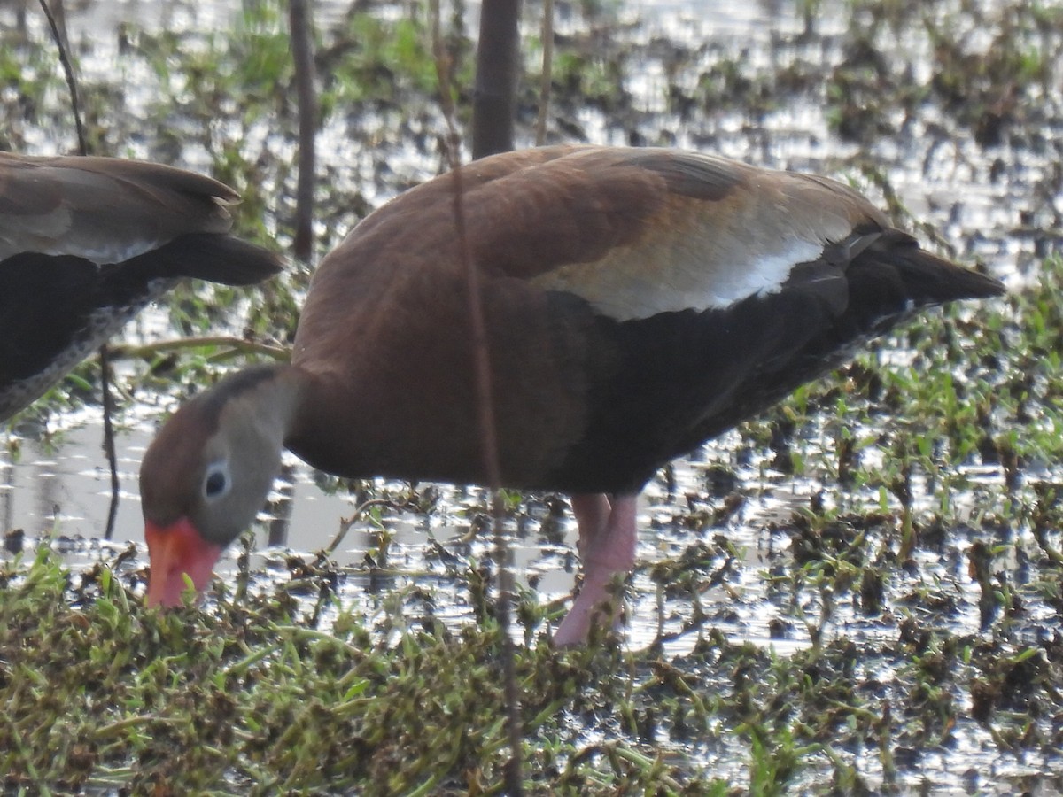 Dendrocygne à ventre noir - ML646779121