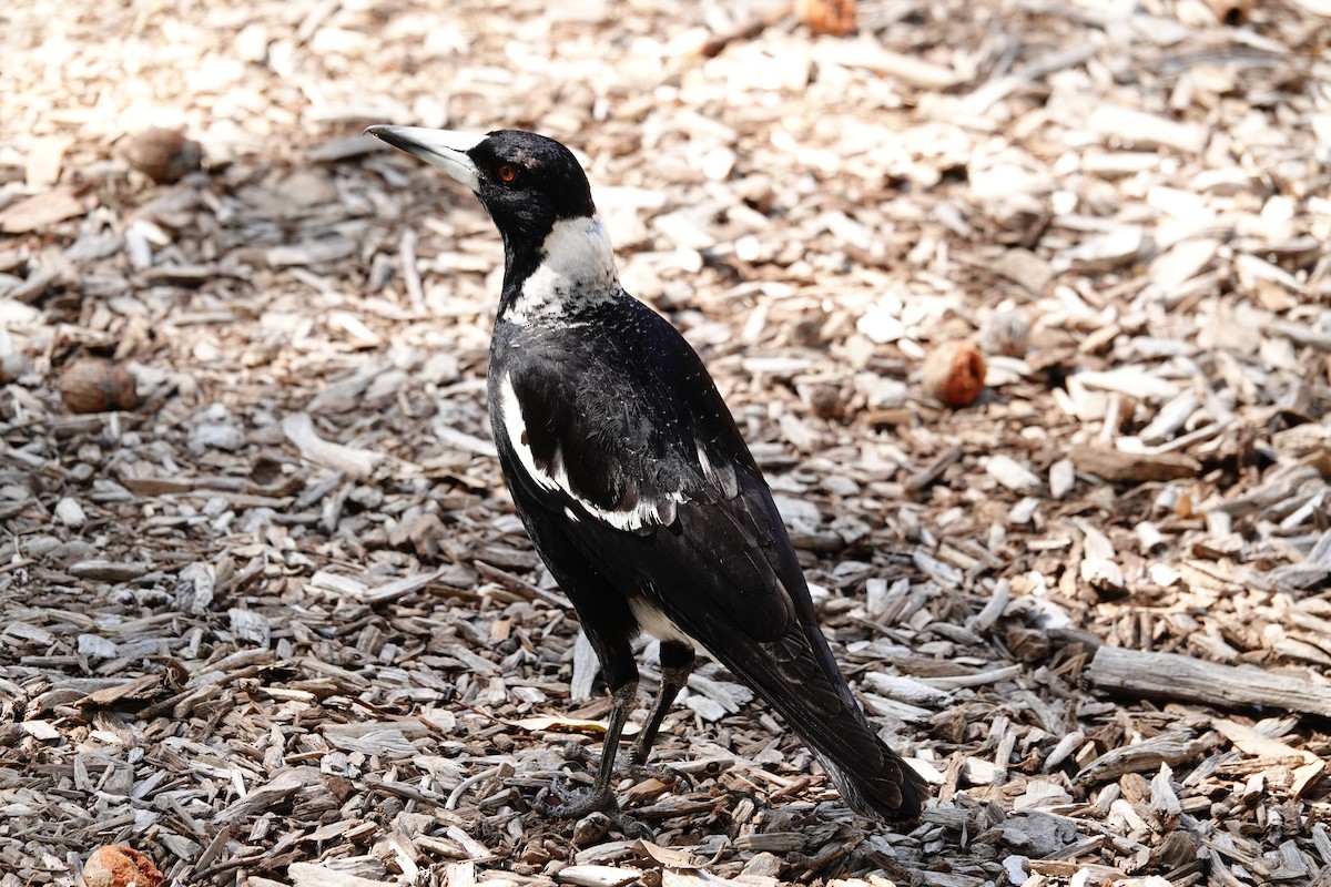 Cassican flûteur (dorsalis) - ML646779122