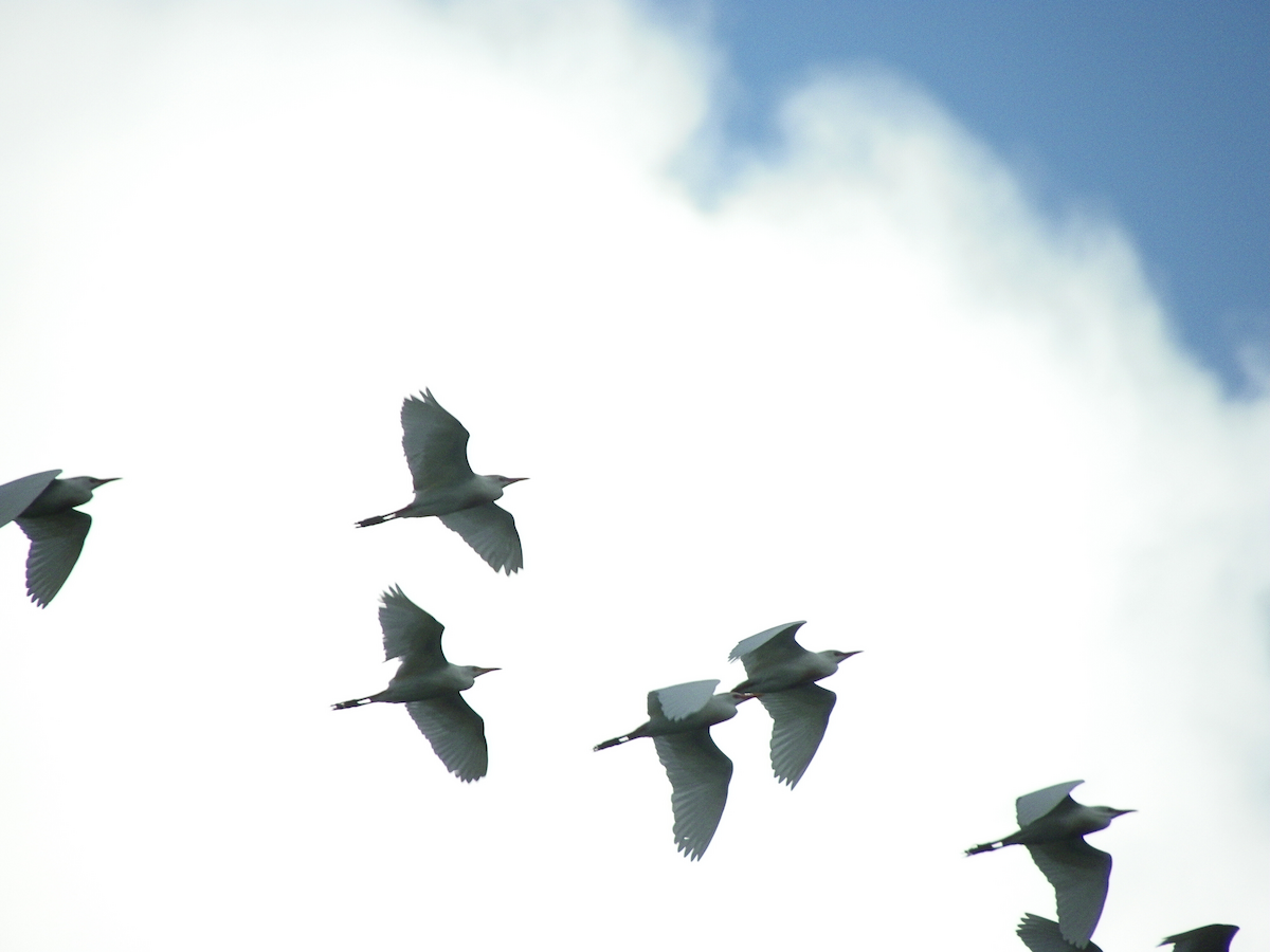 Héron garde-boeufs - ML646779123