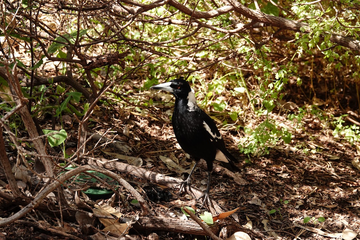 Cassican flûteur (dorsalis) - ML646779124