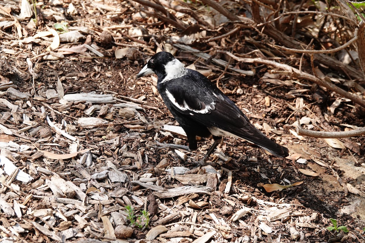 Cassican flûteur (dorsalis) - ML646779125