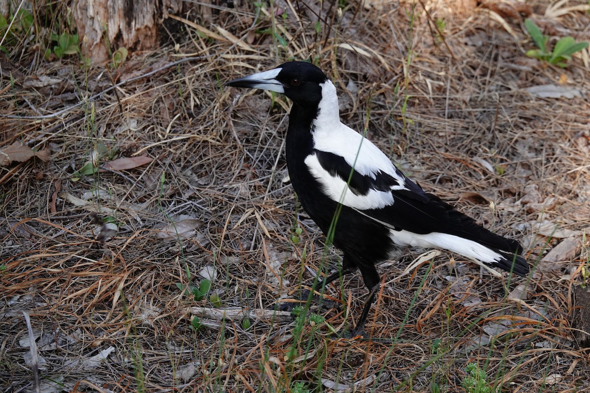 Cassican flûteur (dorsalis) - ML646779126