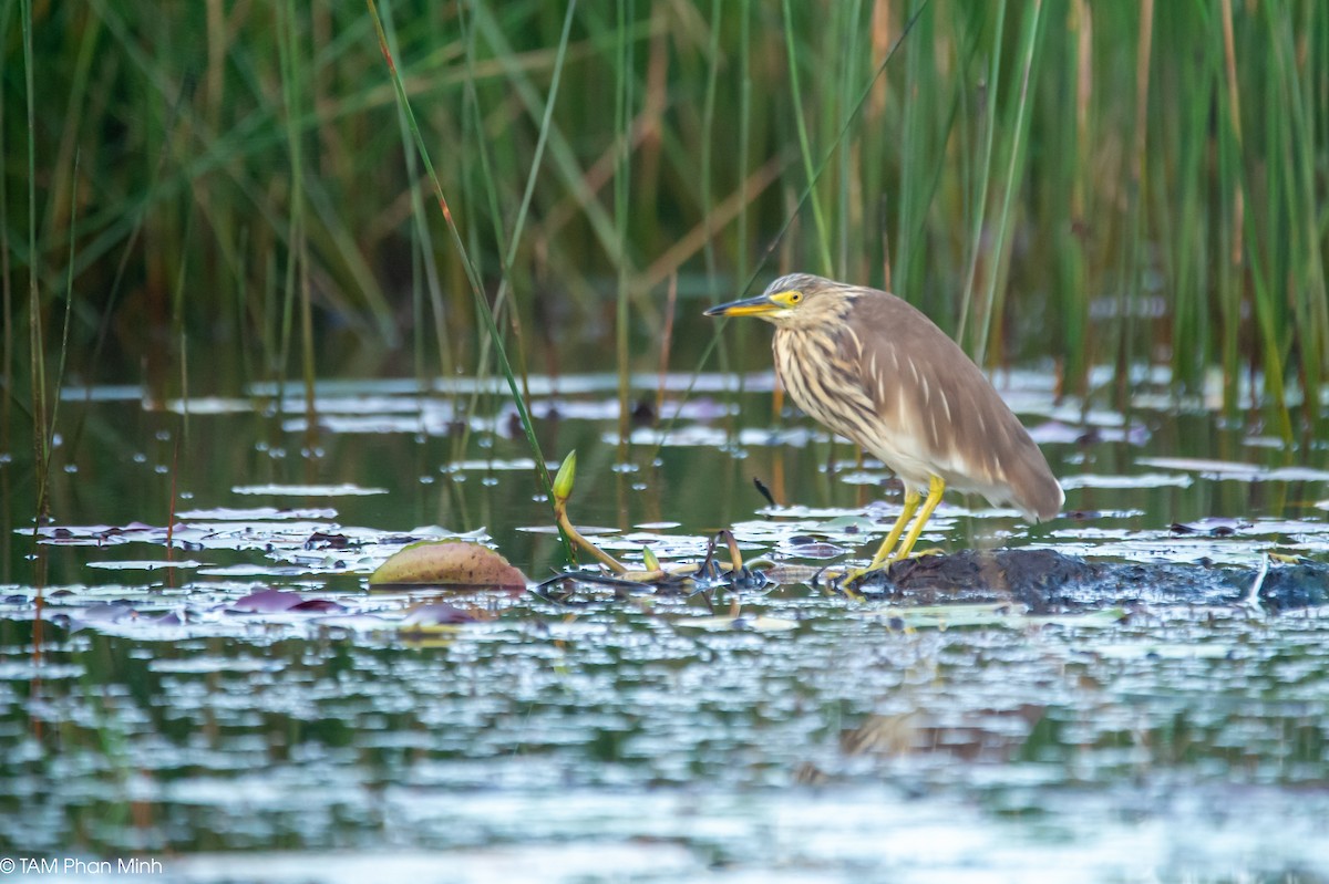 Crabier de Chine - ML646779128