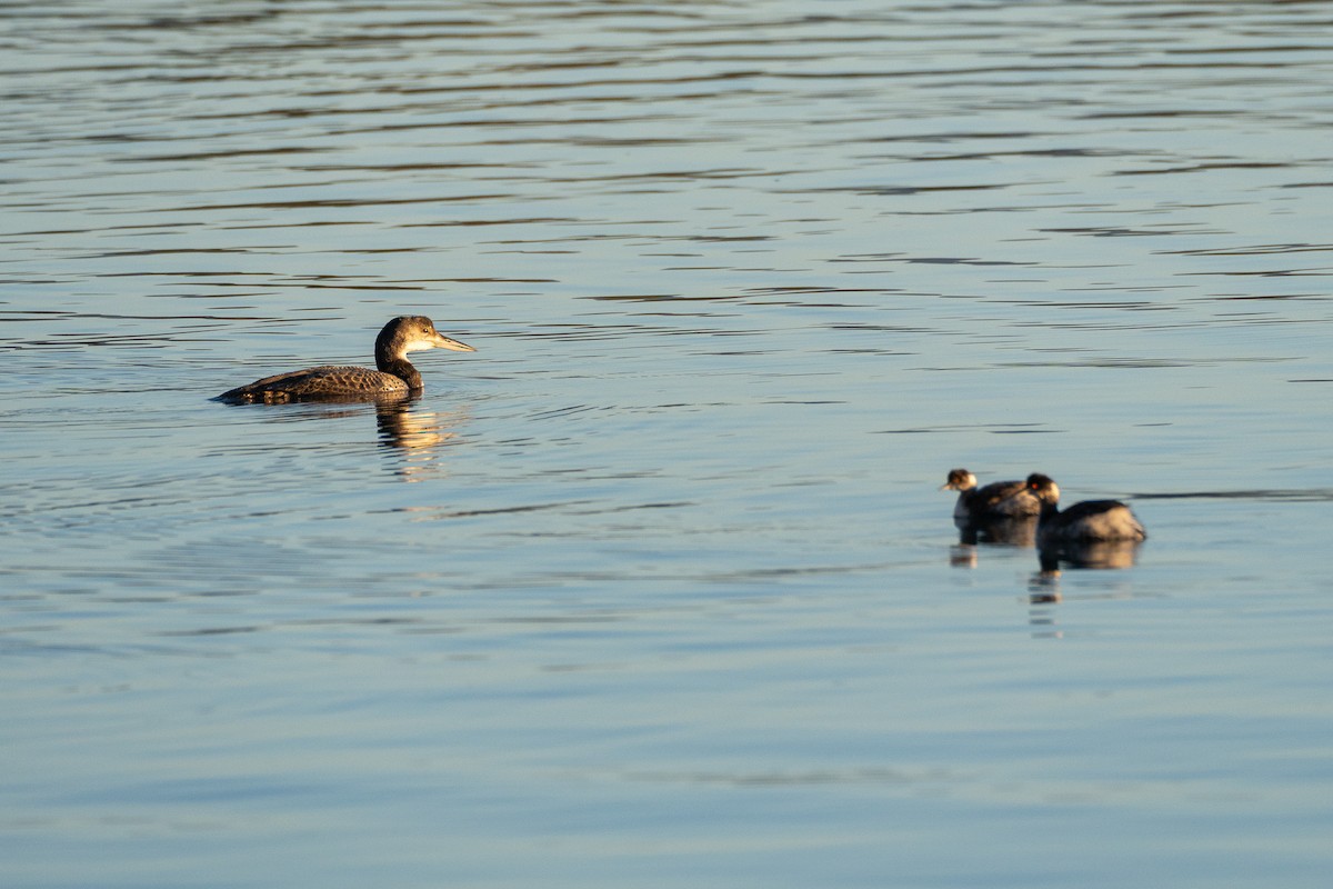 Plongeon huard - ML646779129