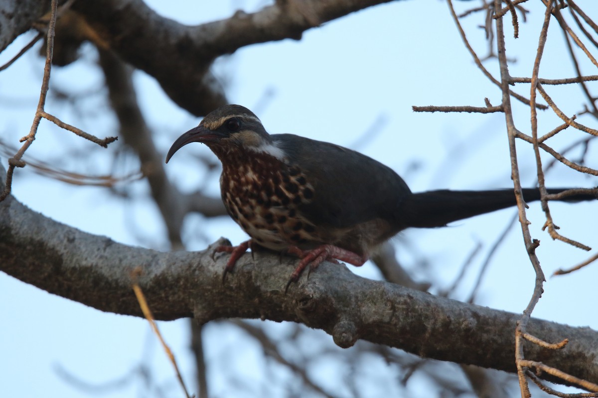 Mésite monias - ML646779130