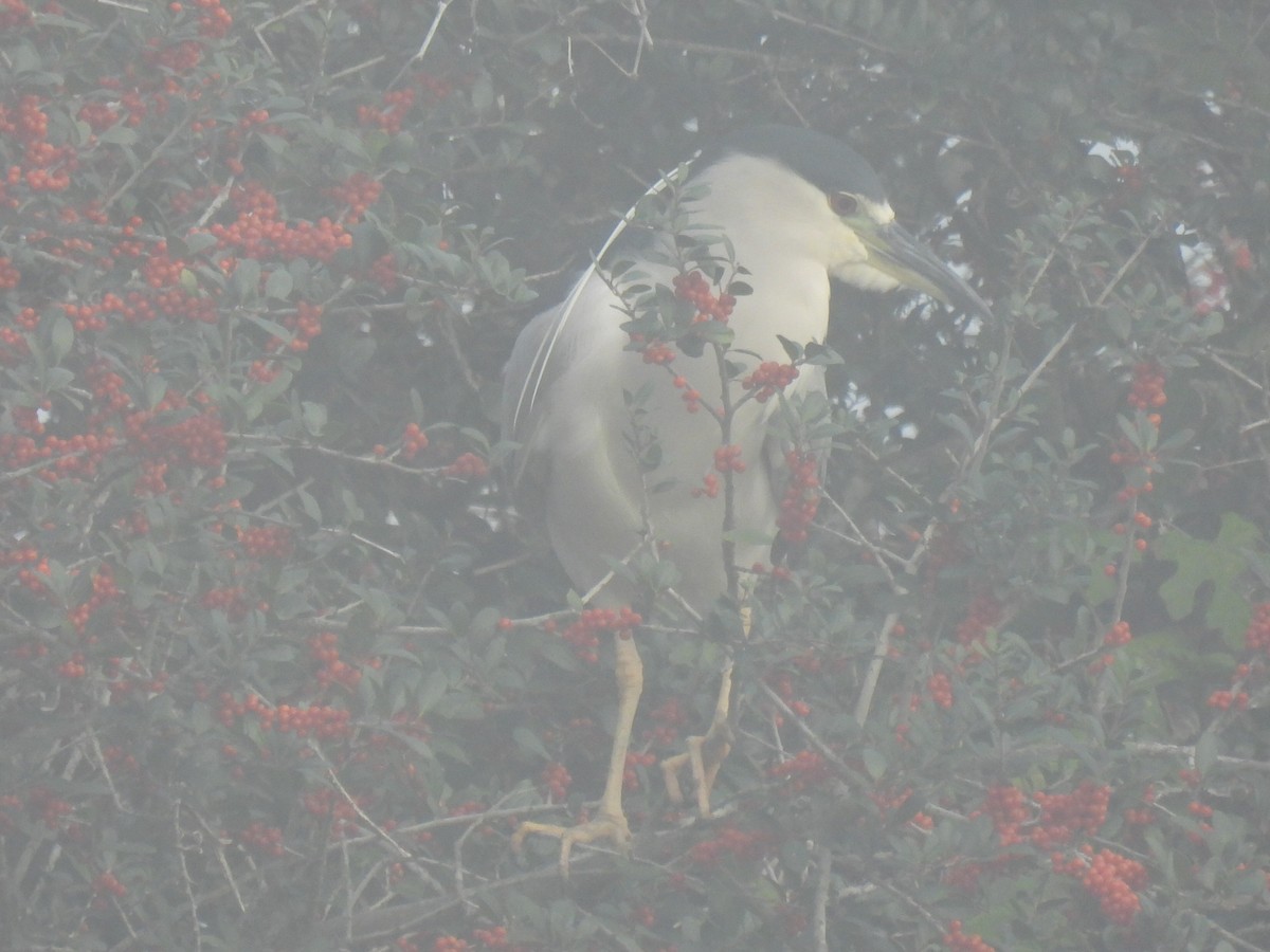 Bihoreau gris - ML646779131