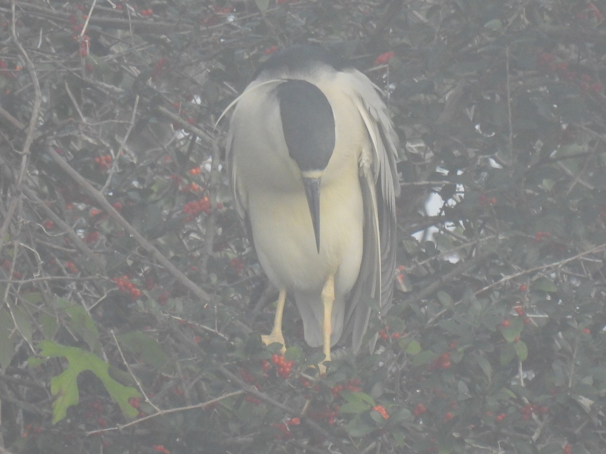 Bihoreau gris - ML646779133